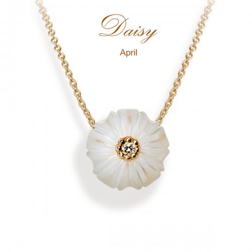 Daisy Pearl flower